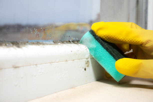 Best Residential Mold Removal  in Storm Lake, IA