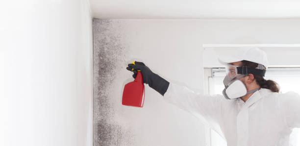 Certified Mold Removal in Storm Lake, IA