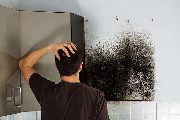 Best Mold Removal Specialists  in Storm Lake, IA