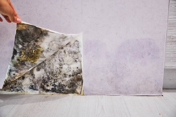 Best Black Mold Removal  in Storm Lake, IA